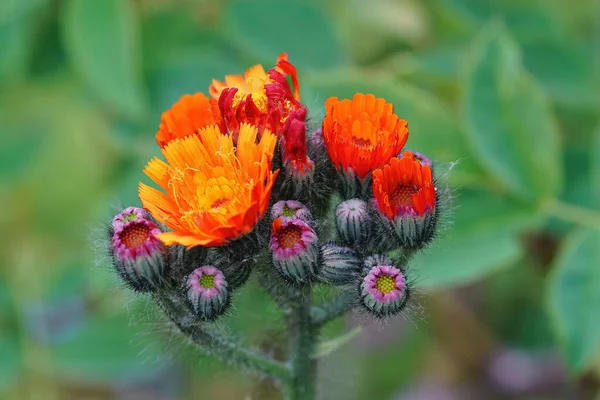Parlak Turuncu Atmaca Çiçeklerinin Seçici Odak Noktası Hieracium Auranticaum — Stok fotoğraf