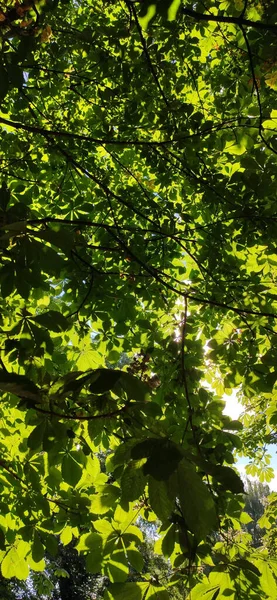 晴れた日に緑の葉でいっぱいの木の枝の垂直ショット — ストック写真