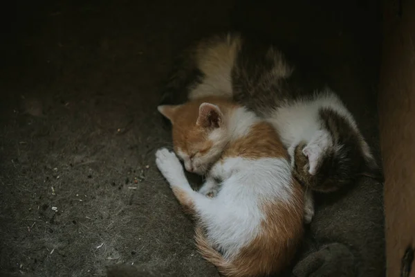 Eine Nahaufnahme Der Flauschigen Bunten Entzückenden Kätzchen Auf Der Decke — Stockfoto