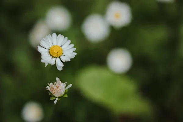 Ein Selektiver Fokus Der Blühenden Schönen Weißen Kamillenblüte Vor Dem — Stockfoto