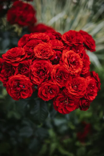 Foco Seletivo Das Belas Rosas Vermelhas Floridas Jardim — Fotografia de Stock