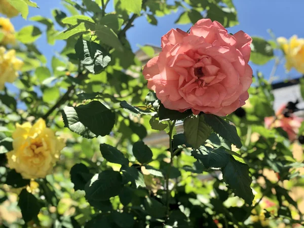 Low Angle Shot Colorful Roses Bush Sunlight — Stock Photo, Image