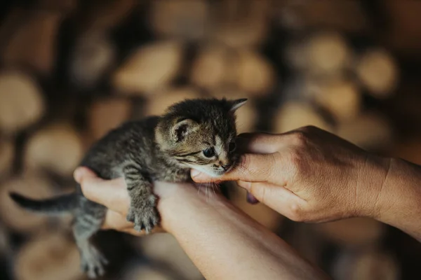 Närbild Person Som Håller Bedårande Fluffig Liten Randig Kattunge — Stockfoto