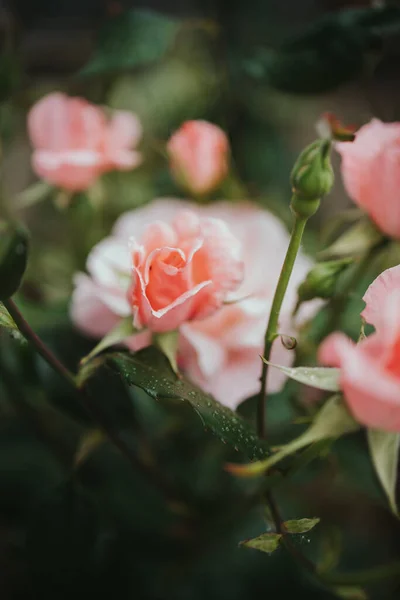 花园里那朵朵美丽的粉红色玫瑰的精选焦点 — 图库照片