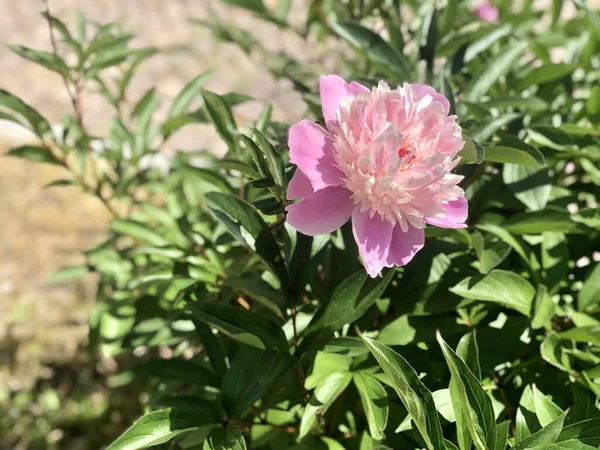 Tiro Ângulo Alto Peônia Florescida Rosa Arbusto Sob Luz Solar — Fotografia de Stock