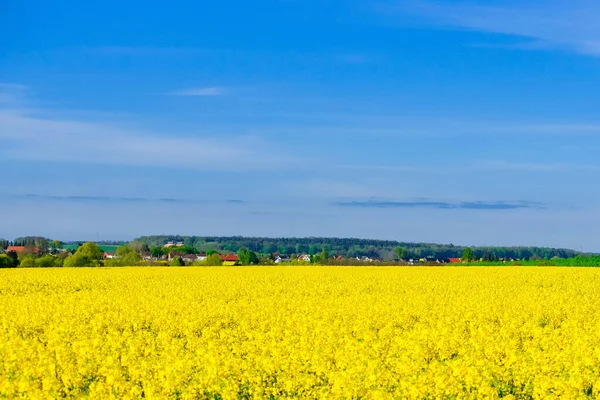 Una Hermosa Vista Campo Vibrante Densamente Lleno Flores Amarillas Radiantes — Foto de Stock