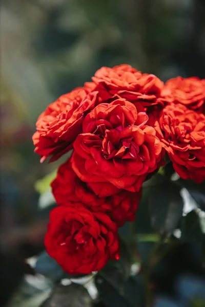 Close Das Lindas Rosas Vermelhas Floridas Jardim — Fotografia de Stock