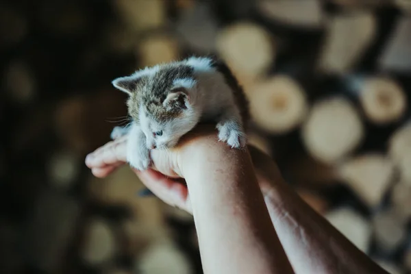 Närbild Person Som Håller Bedårande Fluffig Liten Färgglad Kattunge — Stockfoto