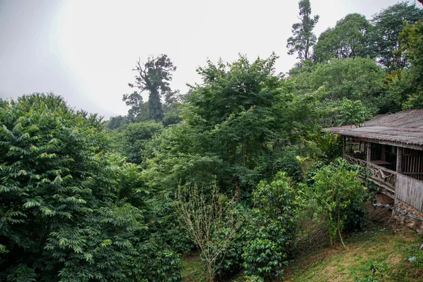 Стара Дерев Яна Хатина Тропічних Джунглях Тумані — стокове фото