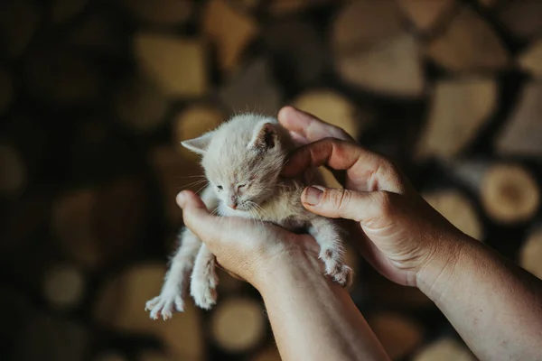 Närbild Person Som Håller Bedårande Fluffig Liten Brun Kattunge — Stockfoto