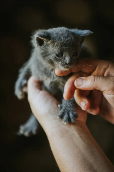 一只可爱的毛茸茸的灰色小猫咪的近照 — 图库照片