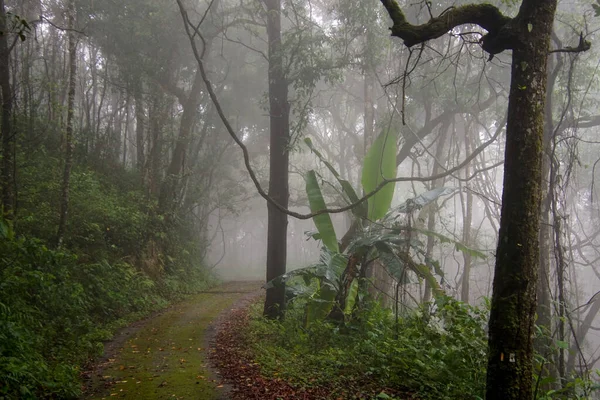 Hutan Tropis Yang Mempesona Setelah Hujan Lebat — Stok Foto