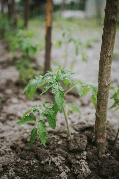 Zbliżenie Rosnące Zielone Małe Pomidory Sadzonki Glebie Ogrodzie — Zdjęcie stockowe
