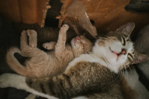这只可爱的小猫和它的母猫躺在毛毯上的特写镜头 — 图库照片