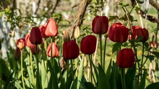 Belas Tulipas Jardim — Vídeo de Stock