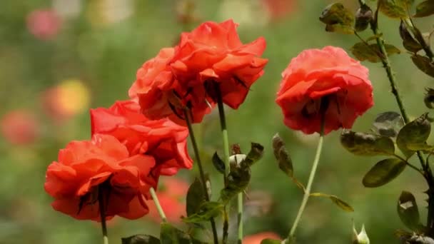 Beautiful Red Roses Garden — Stock Video