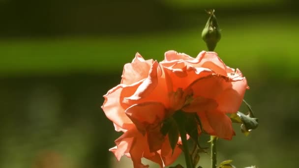 庭の美しい花 — ストック動画