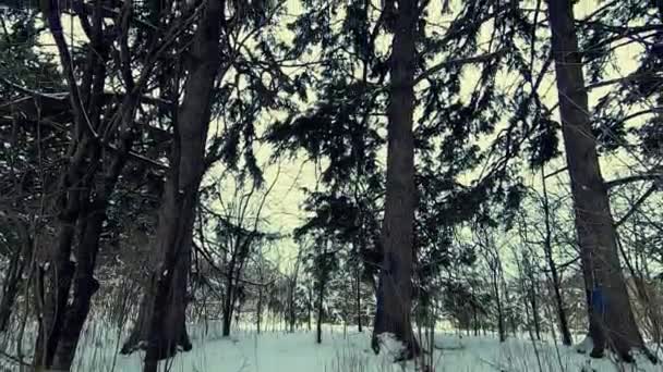 Όμορφη Θέα Του Δάσους — Αρχείο Βίντεο