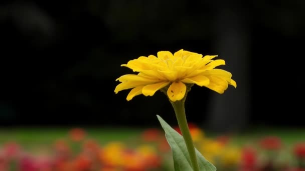 Hermosa Flor Amarilla Jardín — Vídeo de stock