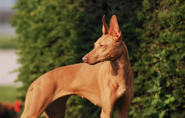 ぼやけた背景にCirneco Dell Etna犬のクローズアップショット — ストック写真