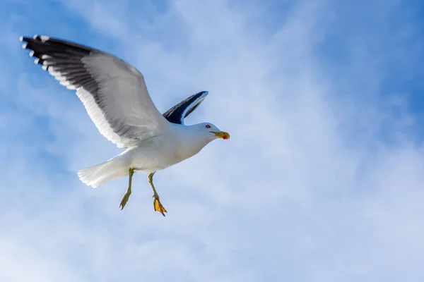 Eine Möwe Fliegt Hoch Den Wolkenverhangenen Himmel — Stockfoto