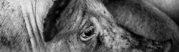 Ein Graustufenschuss Eines Tierischen Auges — Stockfoto