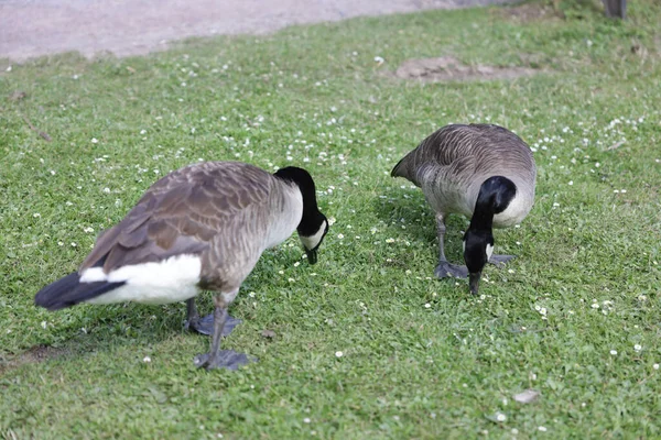 湖のそばの公園をうろうろするガチョウの群れ — ストック写真