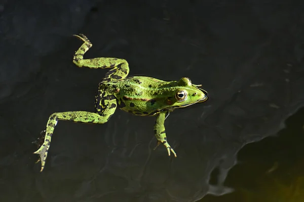 Detailní Záběr Žáby Plavající Hladině Rybníka — Stock fotografie