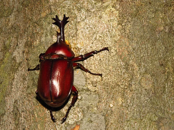 Escarabajo Rinoceronte Japonés Marrón Tronco Árbol — Foto de Stock