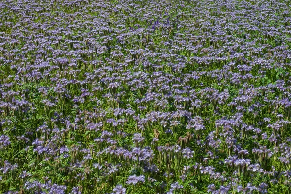 Ein Malerischer Blick Auf Schöne Lila Feldblumen Mit Grünen Blättern — Stockfoto