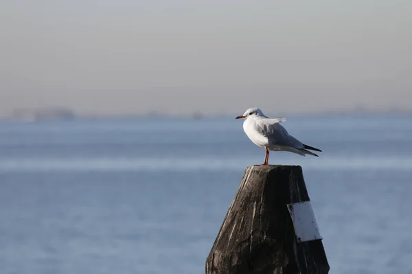 Seagull Perched Pier Venice Italy — Stock Photo, Image