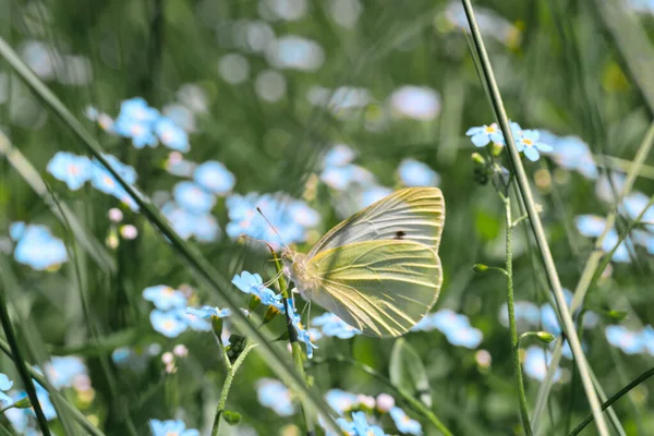 Selective Focus Shot Butterfly Green Leaf Sunlight — Stock Photo, Image