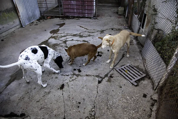 Perros Domésticos Encerrados Una Jaula Mascotas Adopción — Foto de Stock