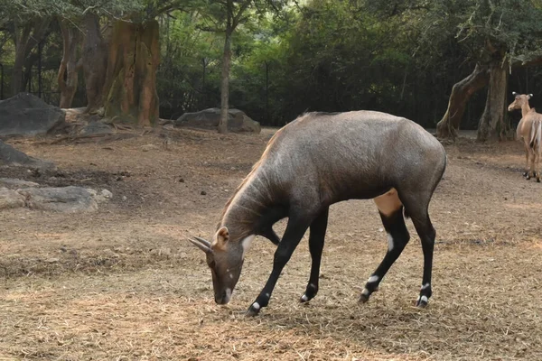 Primo Piano Malenilgai Cerca Cibo Uno Zoo — Foto Stock