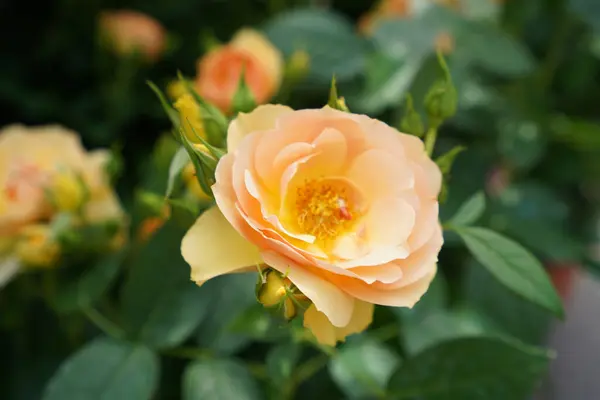 Primer Plano Rosas Naranjas Florecientes —  Fotos de Stock