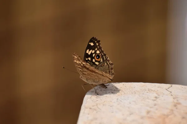 Kelebek Yakın Görüntüsü Kalkışa Hazır — Stok fotoğraf