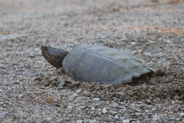 Closeup Shot Turtle Sand — Stock Photo, Image