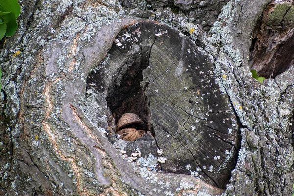 Крупный План Старого Ствола Дерева — стоковое фото