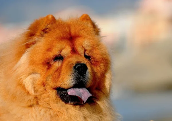 Ett Porträtt Söt Chow Chow Hund — Stockfoto