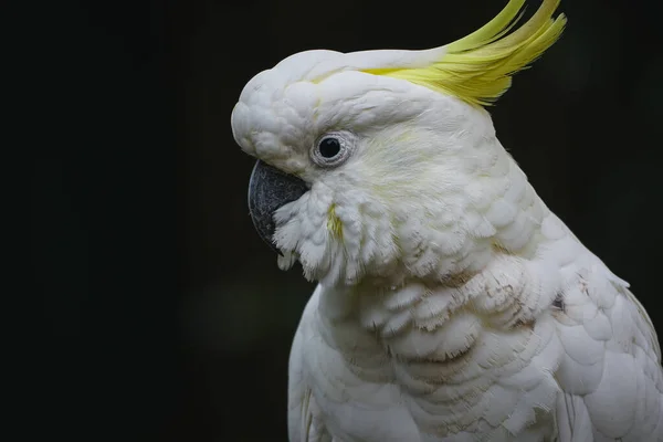 Ett Porträtt Cockatoo Mörk Bakgrund — Stockfoto