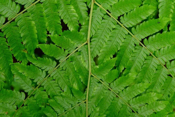Een Close Van Kleine Groene Bladeren Van Phegopteris Connectilis — Stockfoto