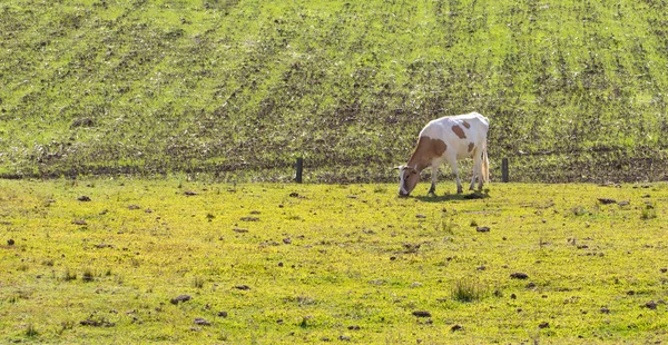 Μια Αγελάδα Στο Πράσινο Πεδίο Κατά Διάρκεια Της Ηλιόλουστης Ημέρας — Φωτογραφία Αρχείου