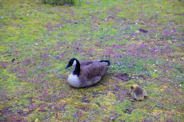 Een Schattige Canada Gans Een Kuiken Het Veld — Stockfoto