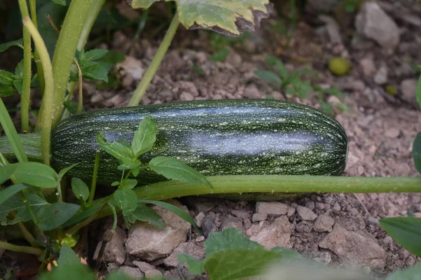 Färsk Mogen Zucchini Som Växer Trädgården — Stockfoto