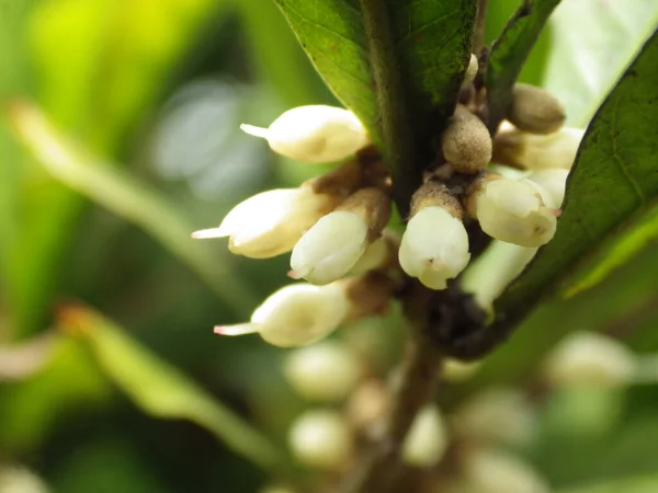 Λευκά Μπουμπούκια Ενός Θαυματουργού Φρούτου Που Καλλιεργείται Στον Κήπο — Φωτογραφία Αρχείου