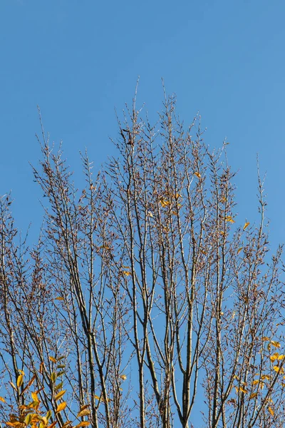 잎으로 나뭇가지들 하늘을 배경으로 수직으로 — 스톡 사진