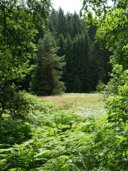 Egy Függőleges Lövés Friss Zöld Fák Erdőben — Stock Fotó