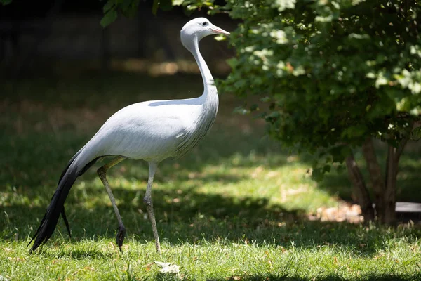 Une Grue Bleue Dans Champ Dans Son Habi Naturel — Photo