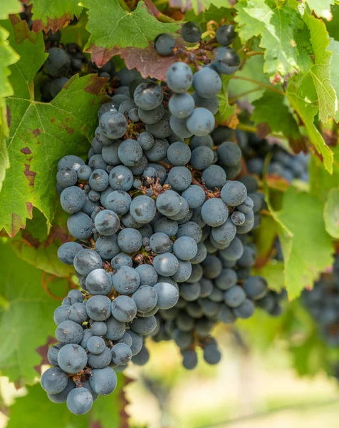 Primer Plano Las Uvas Negras Jugosas Dulces Viñedo — Foto de Stock