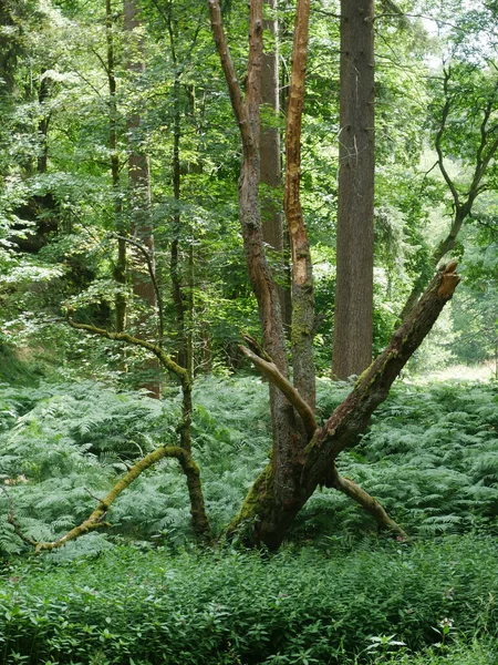 Ein Schuss Grünen Wald — Stockfoto
